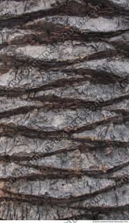 Photo Texture of Tree Bark 0003